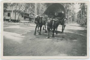 HKV13471IndieJanVanKampenZj-Coll0592