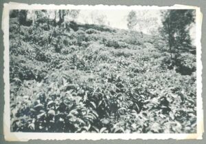 HKV13517IndieJanVanKampenTheefabriekTheetuinenSantosa-Zj-Album1p12-Coll0592